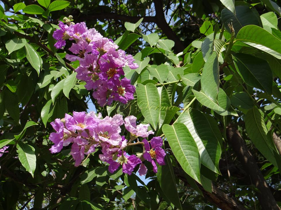  Branch with leaves and inflorescences